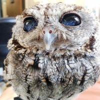 zhangqingsong 头像