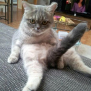 黑粗大硬长 头像