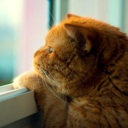 转圈圈的小女孩 头像