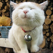 我是布布的粉 头像