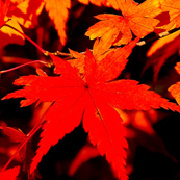 梦回枫树坡 头像