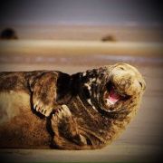 围巾很嗜睡贪吃 头像