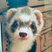 灏玥怒减10斤肉 头像