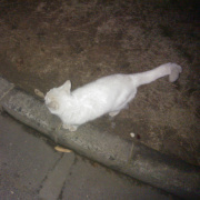 icyyyyyyyyyyyyy 头像