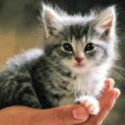 逆风向上pig 头像