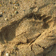 我看到一只鸟 头像