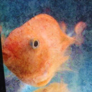 据说洋葱没有心 头像