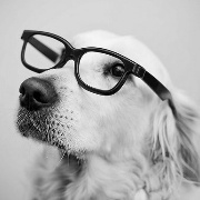 follow5_乐爷_250 头像