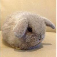 大大的sunny 头像