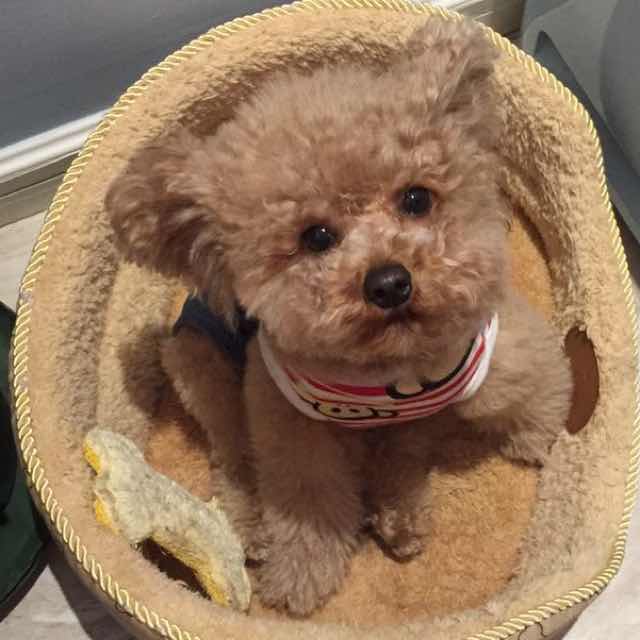 吧啦啪啪啪 头像