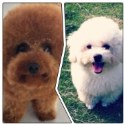 Mr李小胖爱肘子 头像