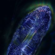 上帝的石墨烯 头像