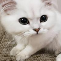 兰 头像
