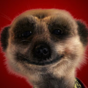 一只恐高鸟 头像