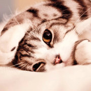 喵_瞄_要学英语 头像