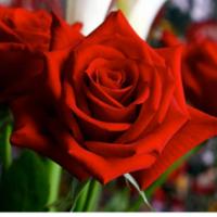 叨叨的念想 头像