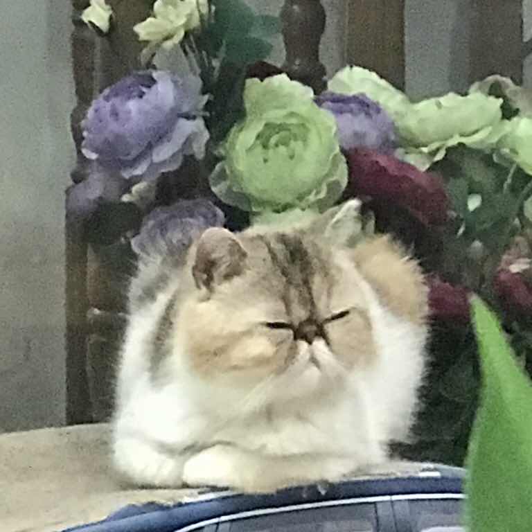 傻帽小果蝇 头像