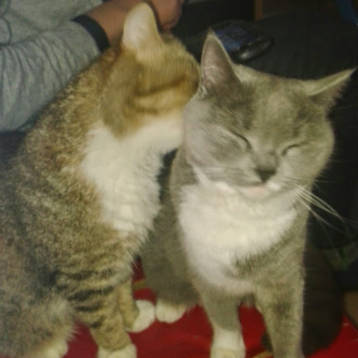 菜西埋个雷地 头像