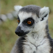最初的梦想-庆之 头像