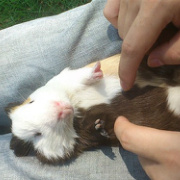 爱睡觉的mouse 头像