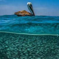 牛头人酋长 头像