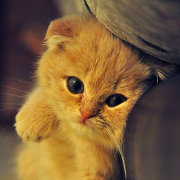 无限之极-Evergreen 头像