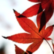 地狱火之歌 头像