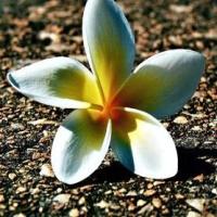 晓晓假先生 头像