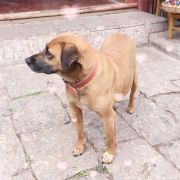 一片秋海棠 头像