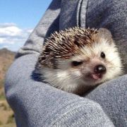 哇呀哎呦喂 头像