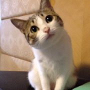 Cerulean_海猫_ 头像