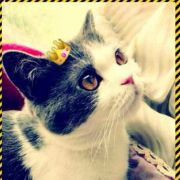 狮子喵王Steven 头像