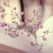 Gypsophila1122 头像