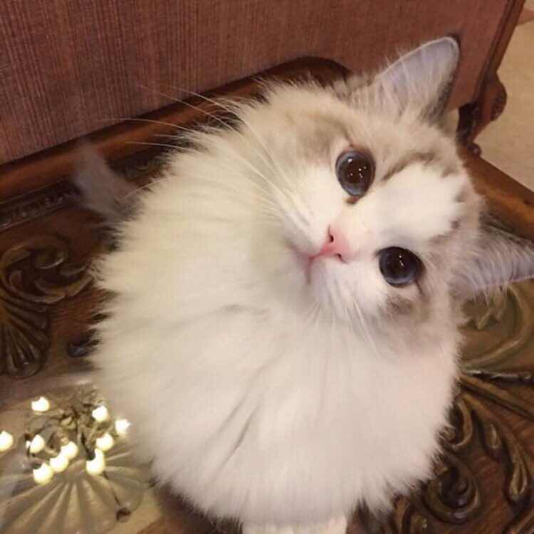 小威威是iOS工程狮 头像