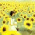 绽放向日葵 头像