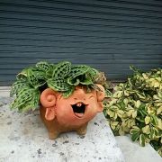 银子与影子 头像