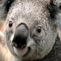 i酱大胜利 头像