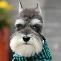 艾泽拉斯的太阳 头像