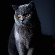 吃猫的兔子鱼 头像