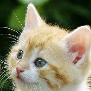 DreamStone007 头像