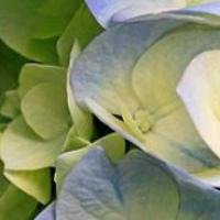 秘密的布丁 头像