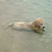 有很多梦想的K 头像