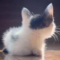 lishiwengmail 头像