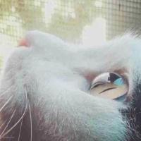 林湾村龙猫 头像