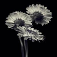 纯粹的牛牛牛 头像