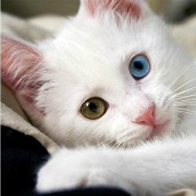 绿萝和六条鱼 头像