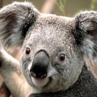 艺术家-coder 头像