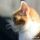可乐大猫 头像