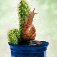 逩跑的蜗牛 头像