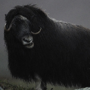 西番的牦牛 头像